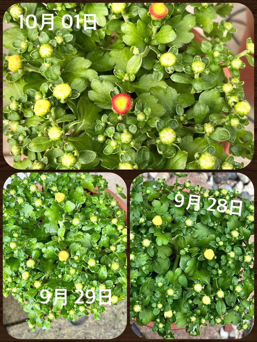 New ガーデンマム ジジ ドライフラワー H-476 New ガーデンマム ジジ