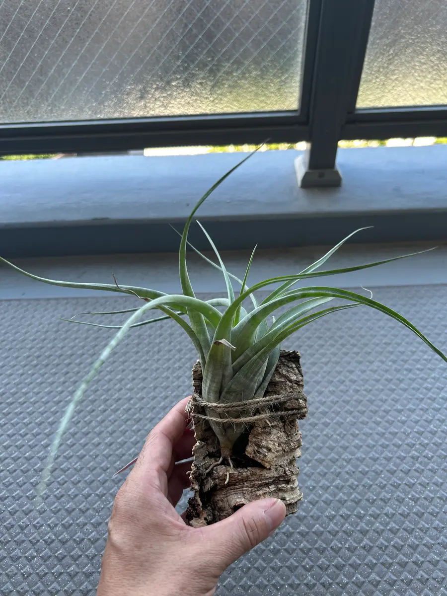 フレクスオーサ「チランジア」のアルバム-みんなの趣味の園芸2504282