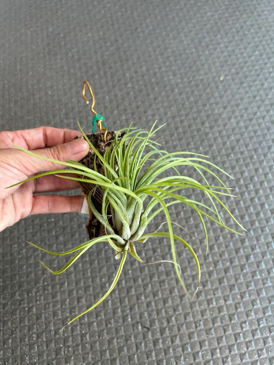 イオナンタ×ブラキカウロス「チランジア」のアルバム-みんなの趣味の