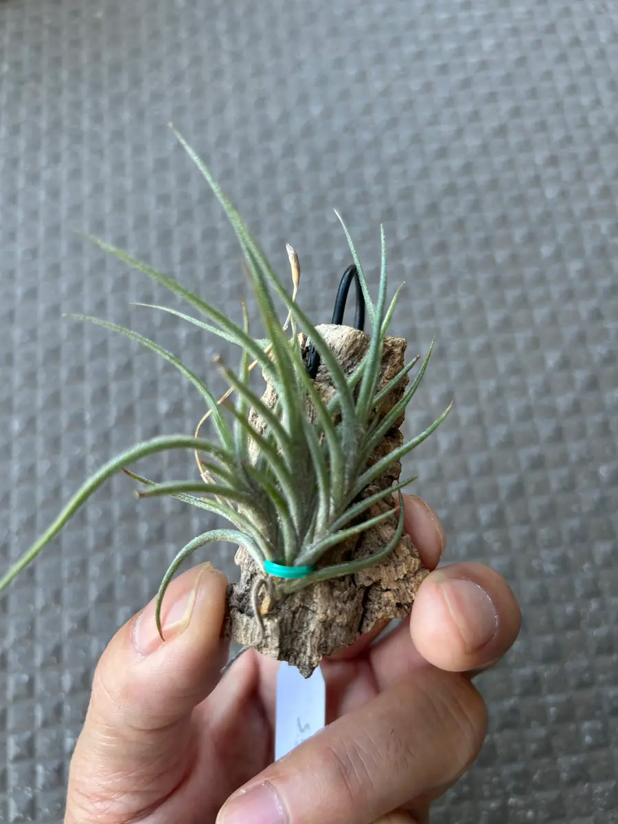 バンデンシス「チランジア」のアルバム-みんなの趣味の園芸2504335