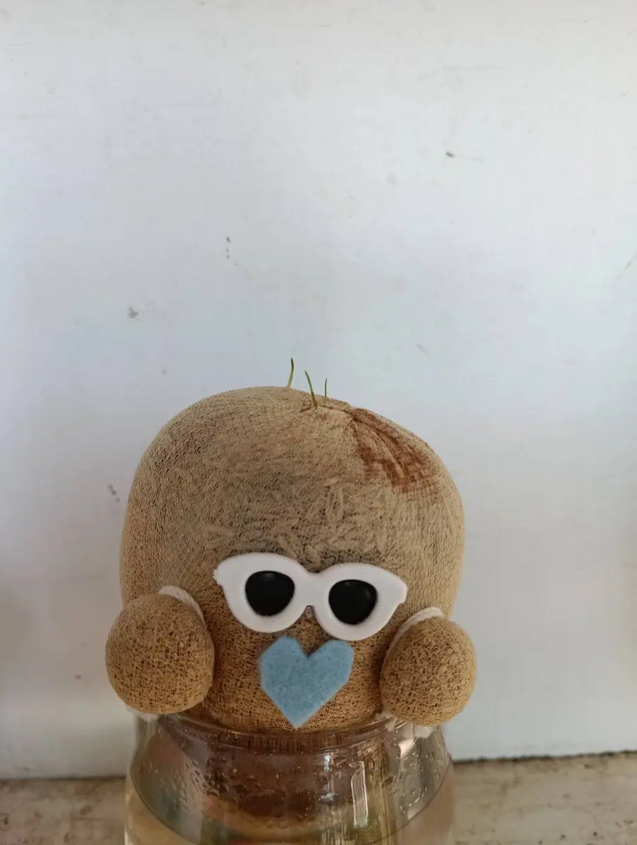 ちゃっぷん のび太郎 10個 ⍣ こんにちは♪ 可愛い子たちが入荷しま