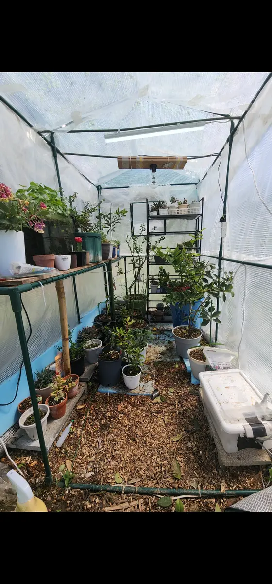 ビニール温室足の踏み場も無い状態だっ...「植木鉢(サボテン&熱帯 