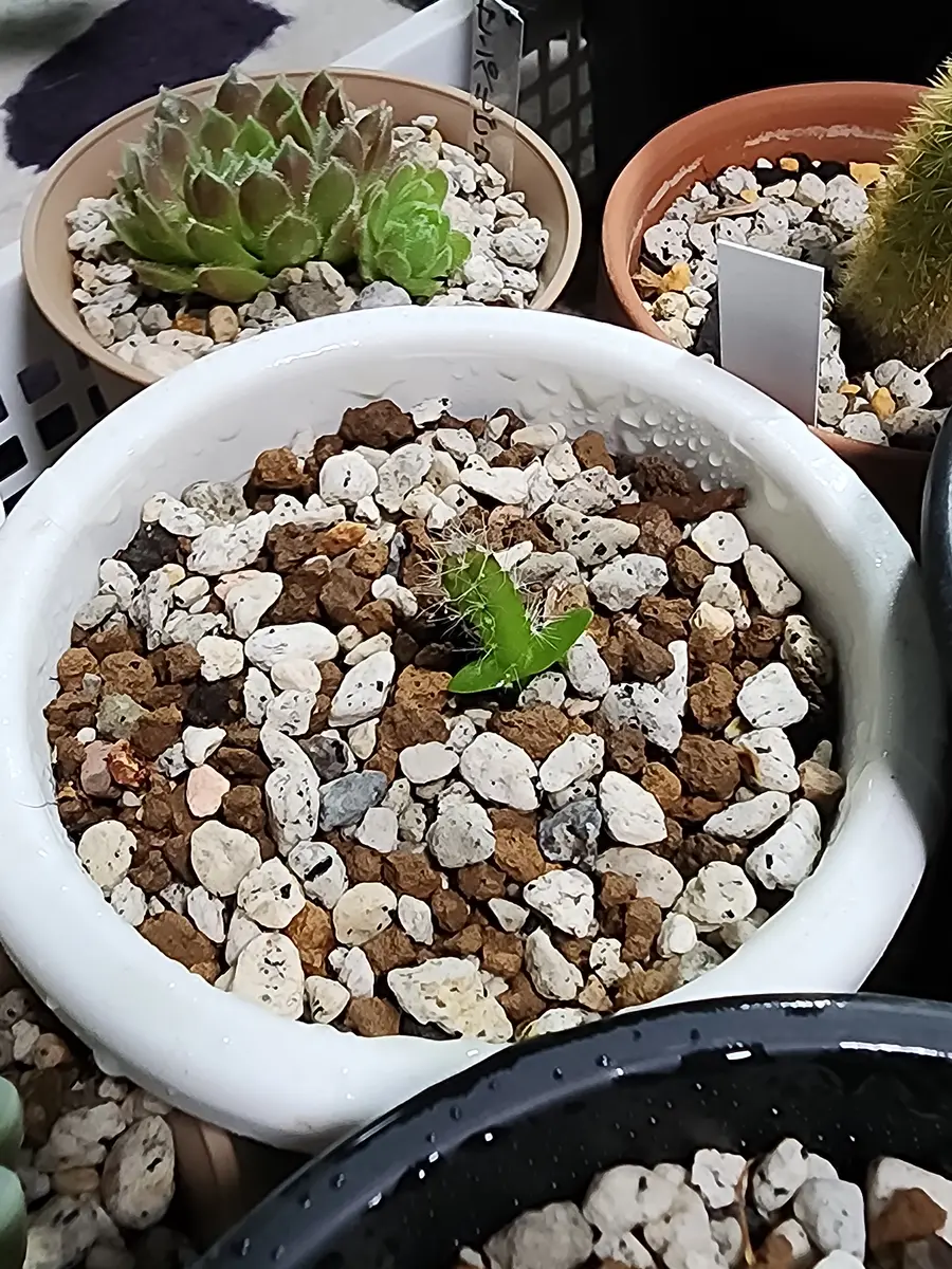 ドラゴンフルーツこちらも発芽してそん「植木鉢(サボテン&熱帯