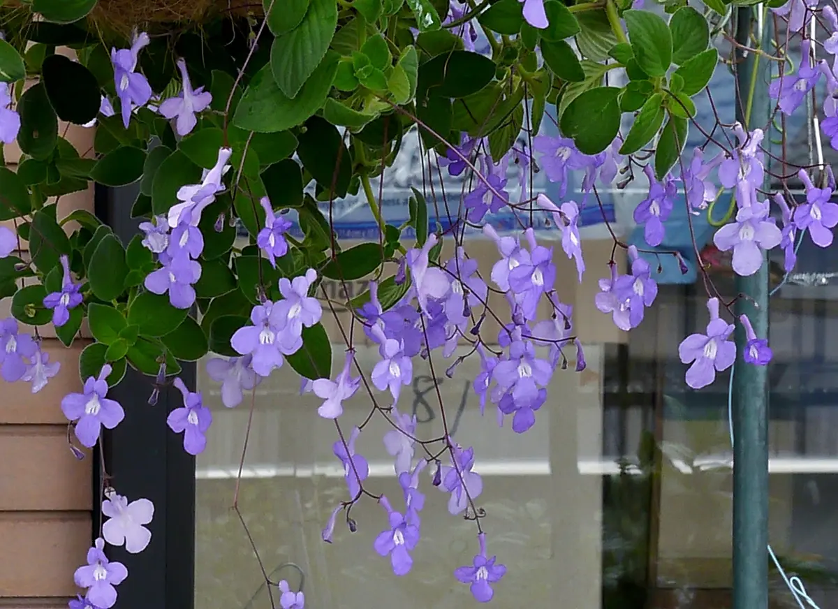 ストレプトカーパス ストレプトカーパスの花言葉｜花の特徴、名前の由来、種類 | LOVEGREEN