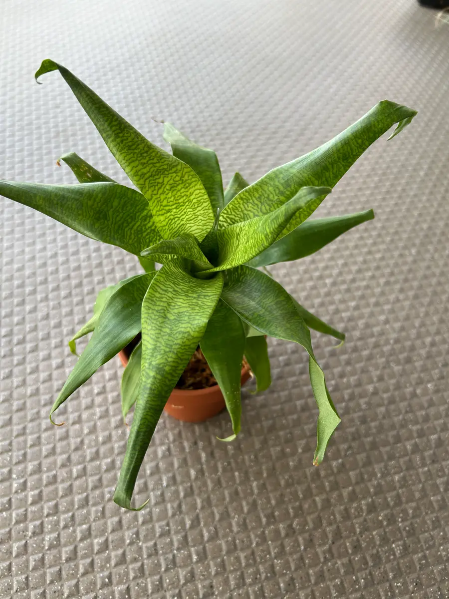 フリーセア オスピナエ「ブロメリア」のアルバム-みんなの趣味の園芸