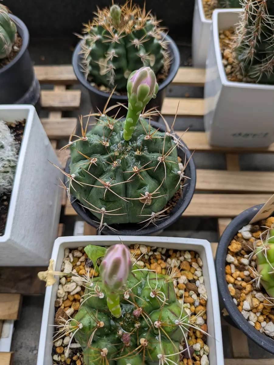 【専用】さぼてんさん さぼてん様 専用