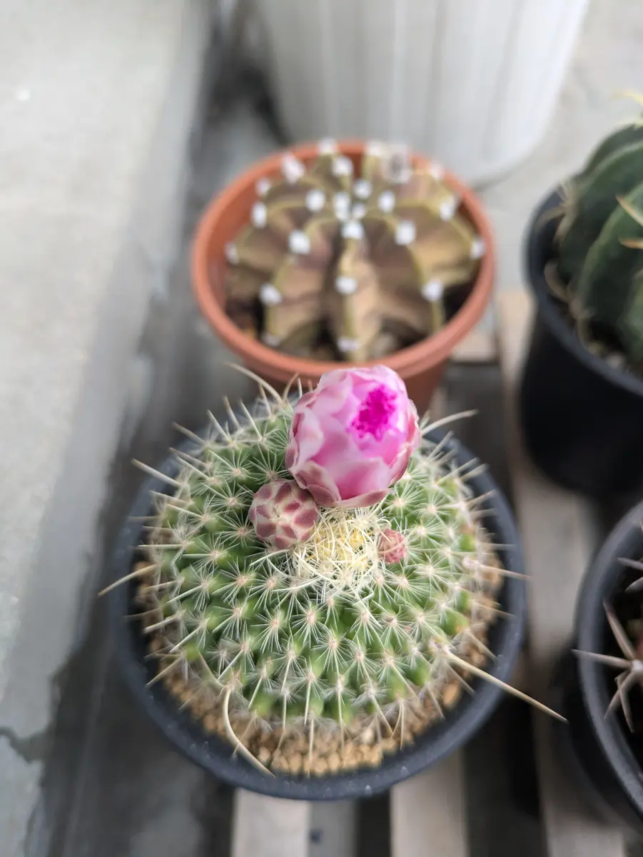 4日目、今日はさきませんでした🌵「さぼてんサン」のアルバム-みんなの