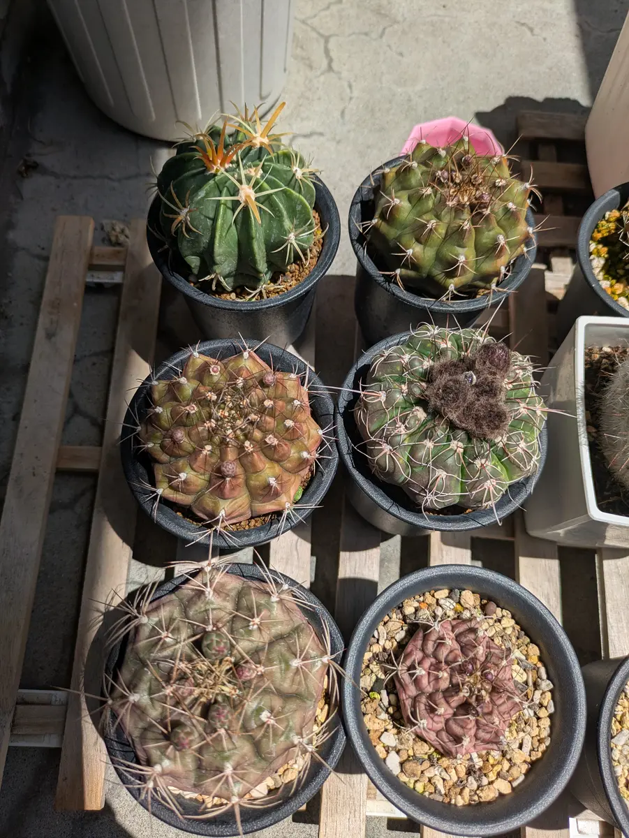 段々と緑になってきました🌵「さぼてんサン」のアルバム-みんなの趣味