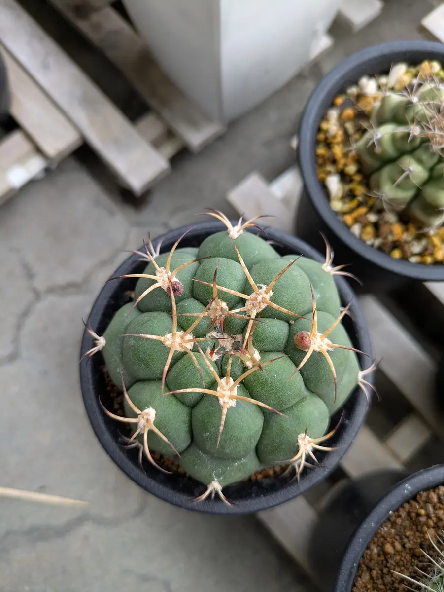 さぼてん この蕾さんは咲かない気がします🌵「さぼてんサン」のアルバム