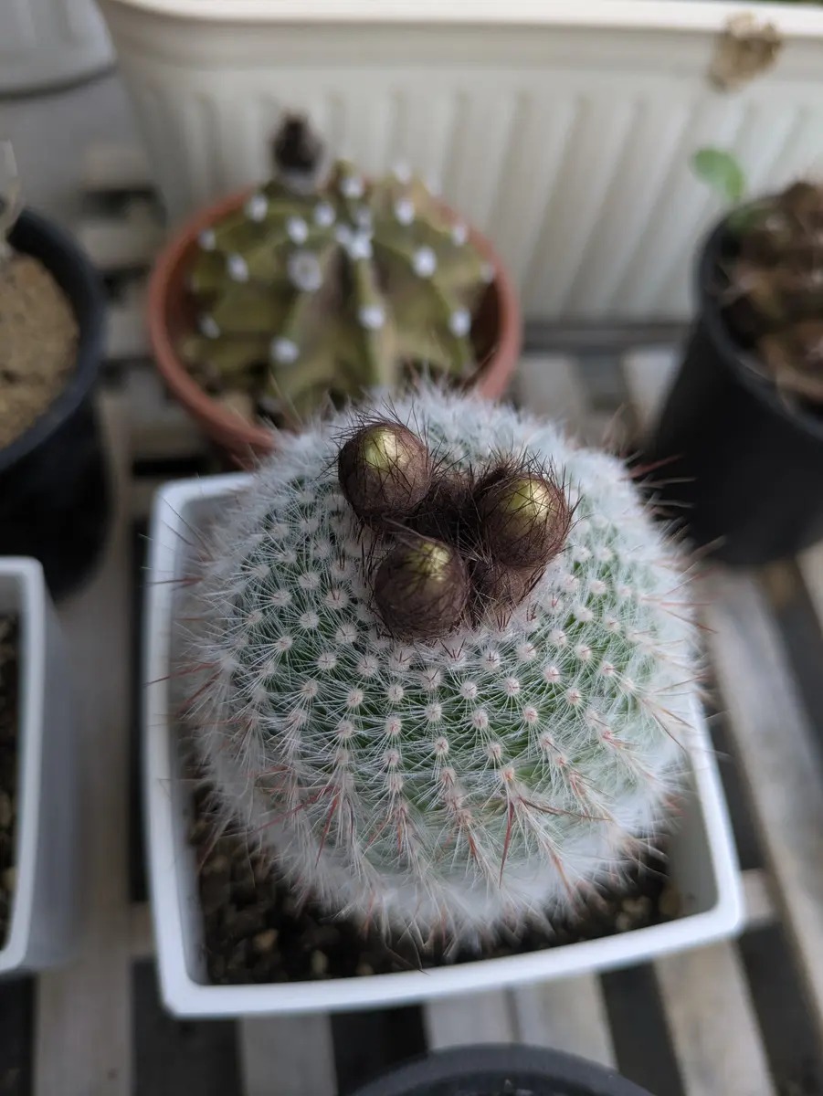 やっと蕾さんが色づいてきました🌵「さぼてんサン」のアルバム