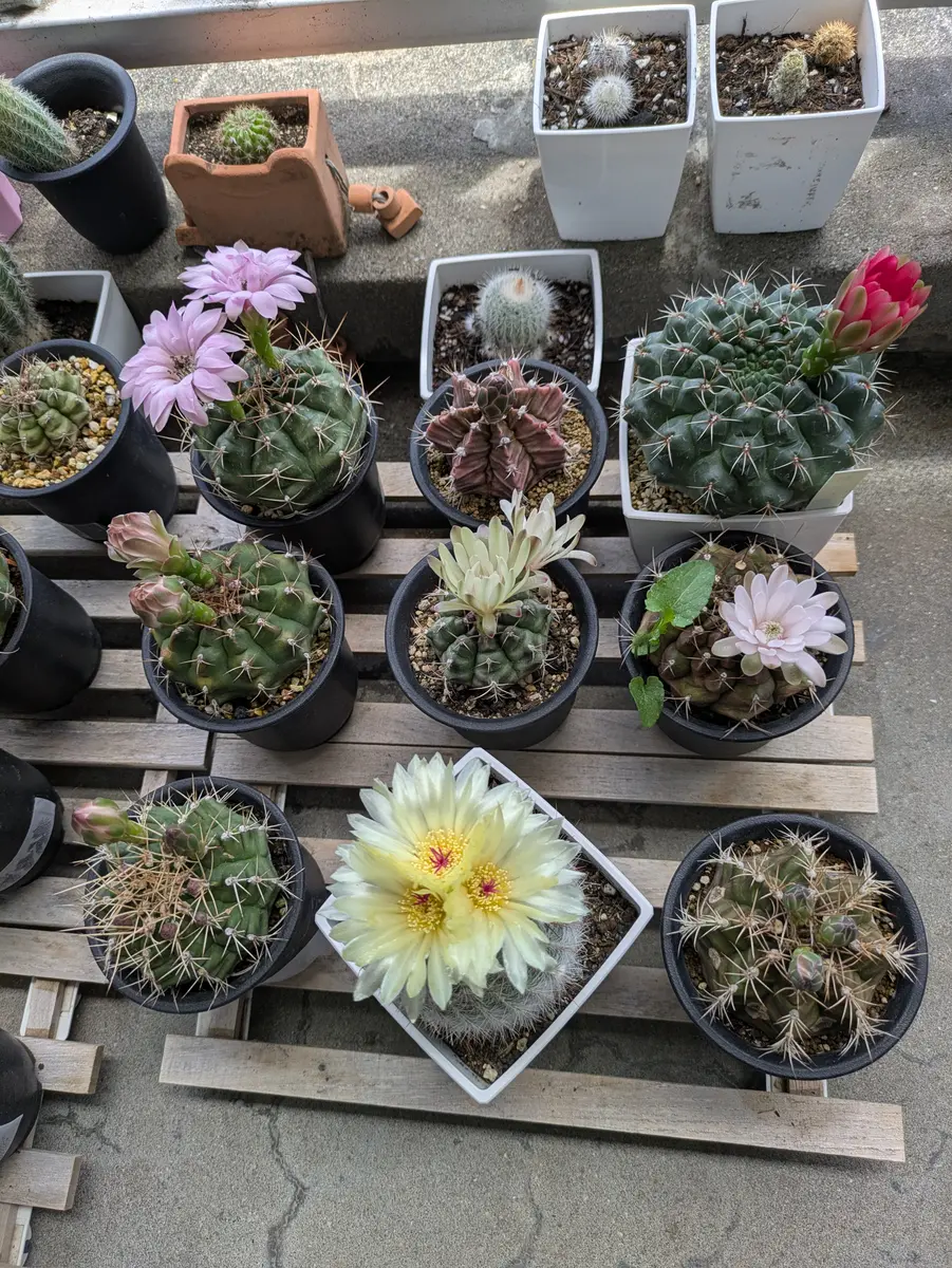 台風過ぎました、いつもの定位置へ🌵「さぼてんサン」のアルバム