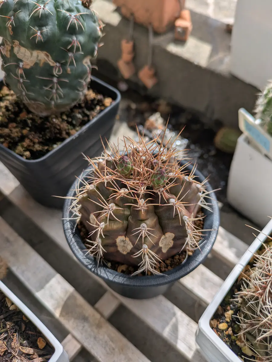 すくすく🌱🌵「さぼてんサン」のアルバム-みんなの趣味の園芸2637152