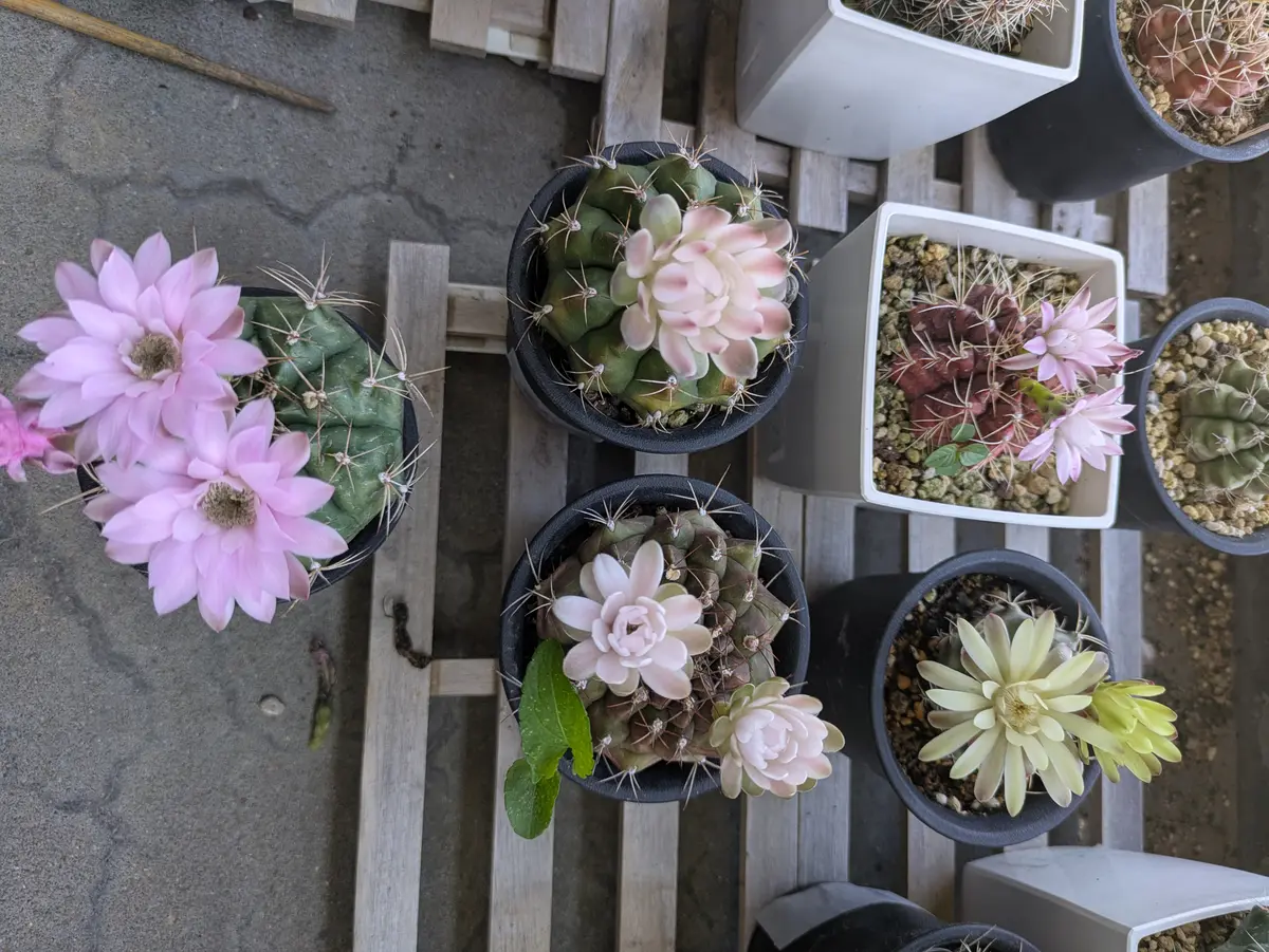 今日咲いた5鉢🌵🌸「さぼてんサン」のアルバム-みんなの趣味の園芸2680931