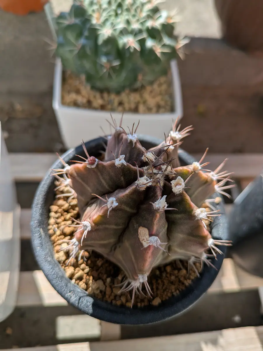 ガンバってます🌵「さぼてんサン」のアルバム-みんなの趣味の園芸2569254