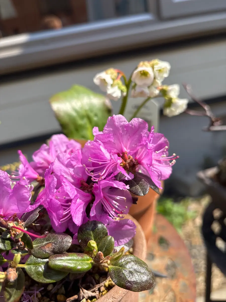 タンナゲンカイツツジと白花ヒマラヤユ「我が家の山野草」の