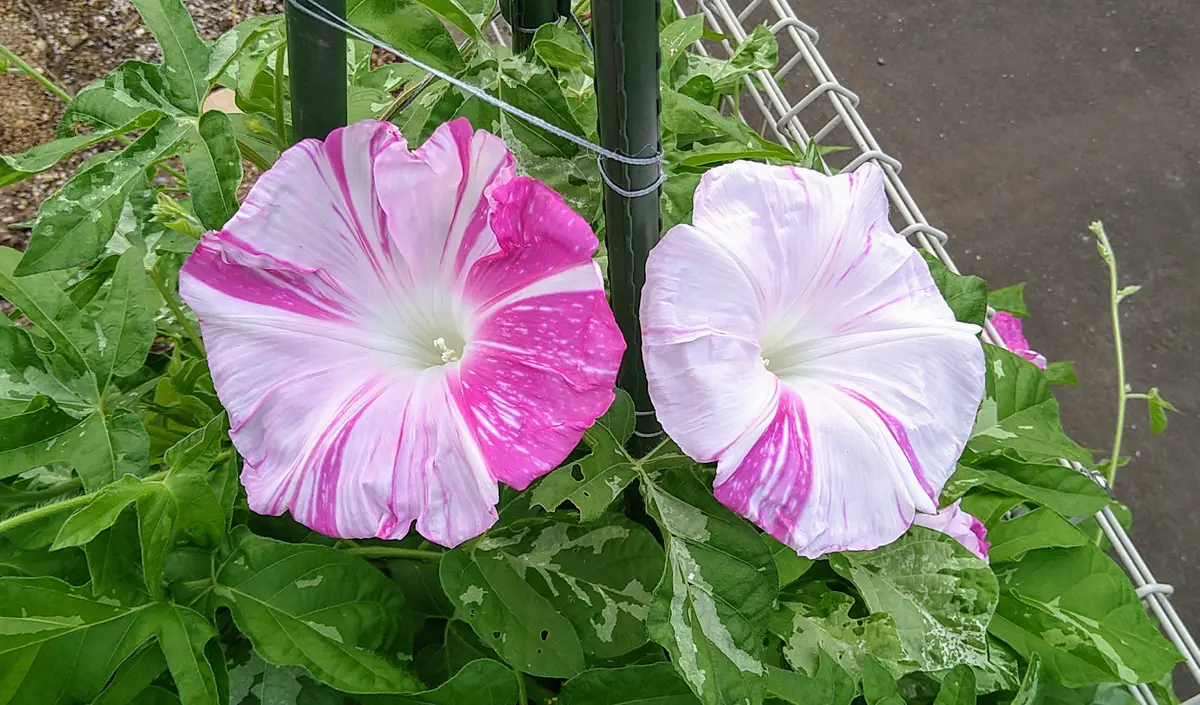 青斑入蝉葉紅紫吹雪多様咲大輪 ノーブ「変化朝顔2025」のアルバム