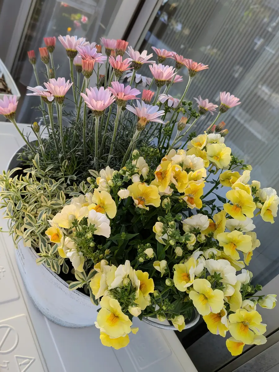 モフモフネメシア　シクラメンの寄植え 寄植え鉢のネメシアモフモフ4月になっ「ひろガーデンへようこそNO4