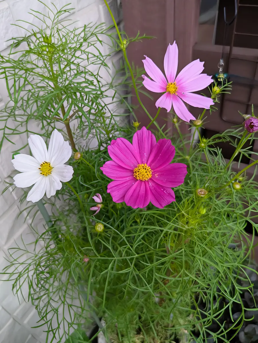 コスモスちょうど3色の花が並んで咲「ひろガーデンへようこそNO4