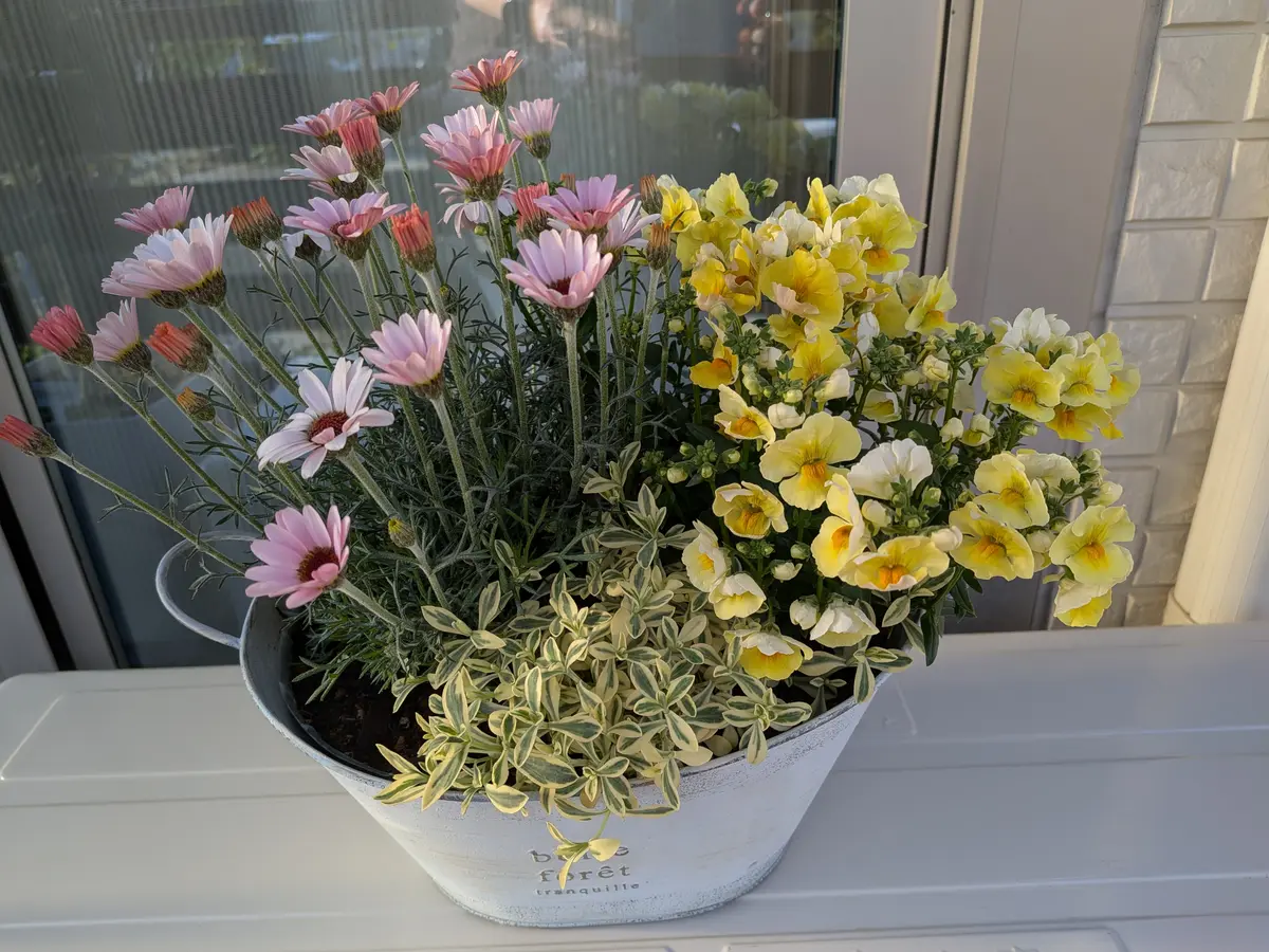 春の寄せ植えローダンセマム、斑入り「ひろガーデンへようこそNO4