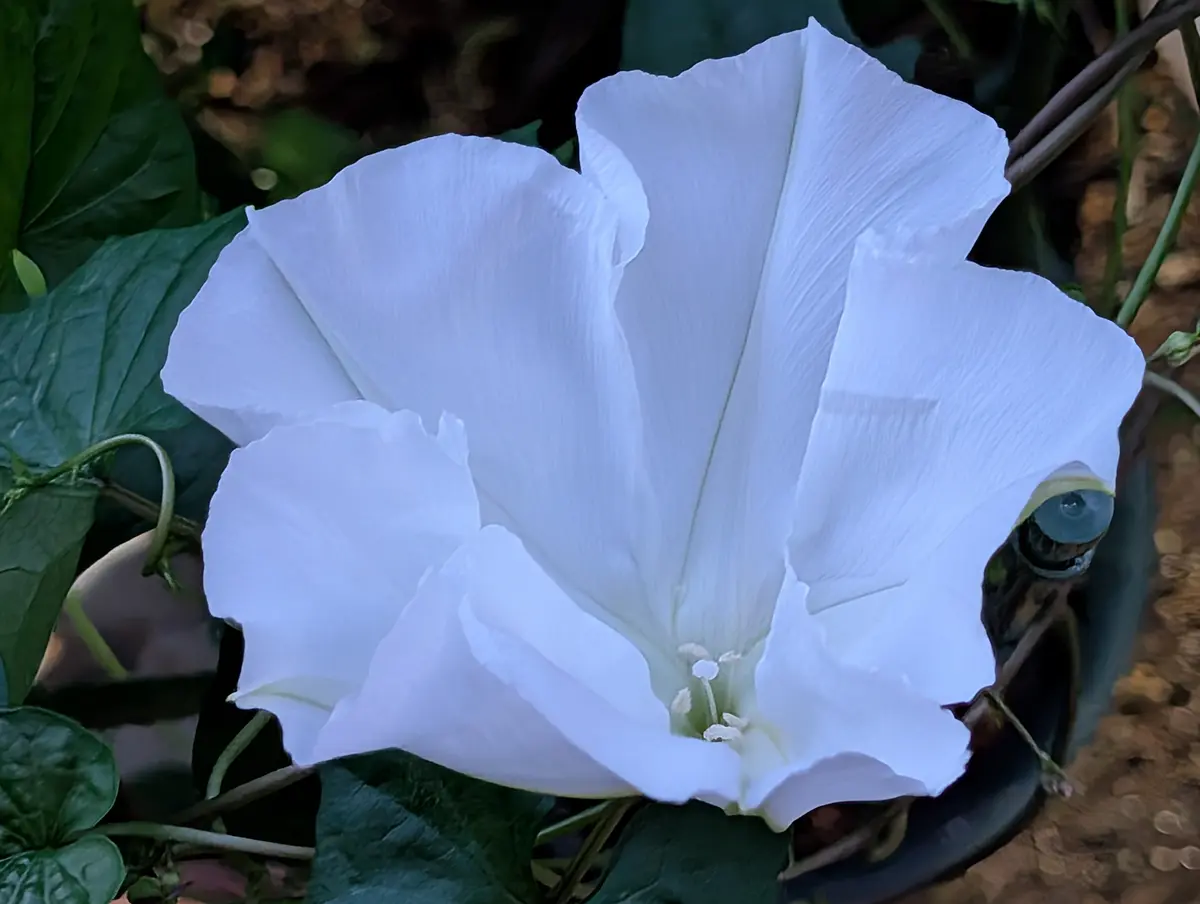 ヨルガオの写真-みんなの趣味の園芸2521508