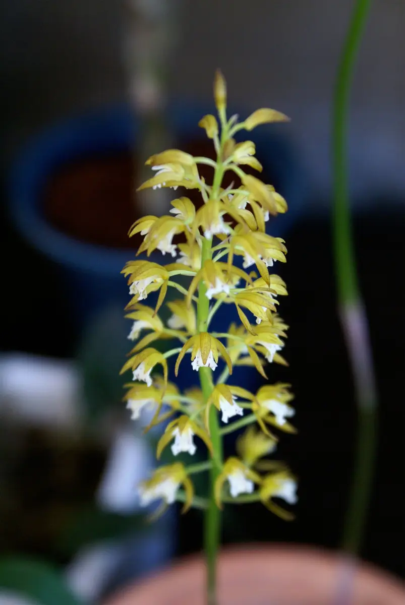 子惠蘭（コケイラン）日本の蘭は漢字で「日本の野生蘭」のアルバム