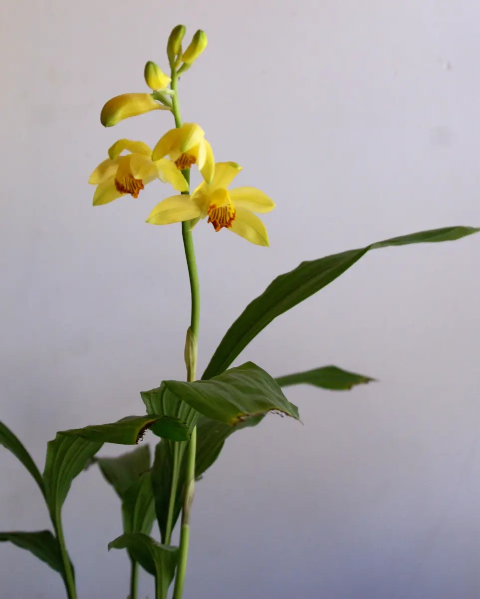 岩石蘭素心花（ガンセキラン） 岩石蘭（ガンセキラン）です。バルブが「日本の野生蘭」のアルバム