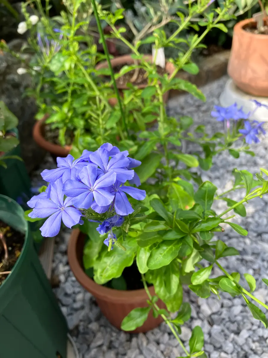 ルリマツリ（プルンバゴ）の写真-みんなの趣味の園芸2518809