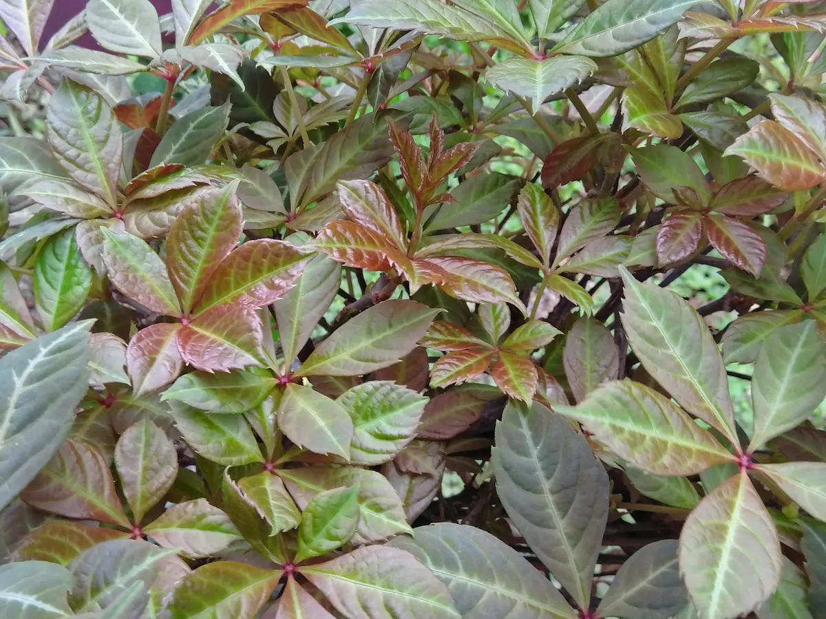 ヘンリーヅタ（ツタ類）の写真-みんなの趣味の園芸2639153