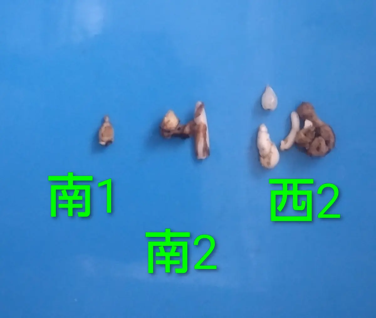 カタクリ球根掘り上げ 西2と南側の球根...「庭の植物2」のアルバム-みんなの趣味の園芸2537474