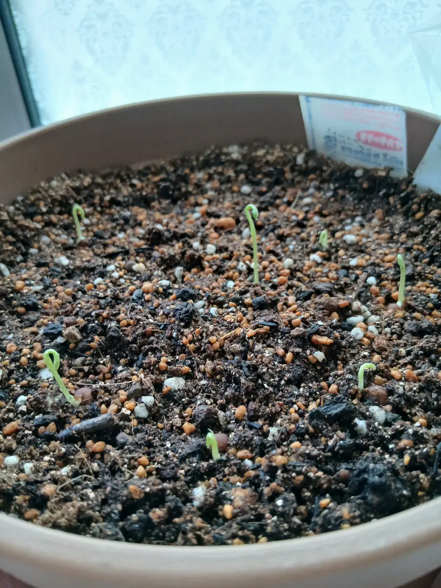 スイートピー スーパーラベンダーが出「2025年夏-秋の種まきっこ