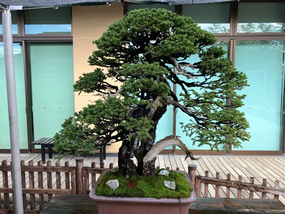 大宮盆栽美術館蝦夷松「轟」樹齢1000「盆栽之美」のアルバム
