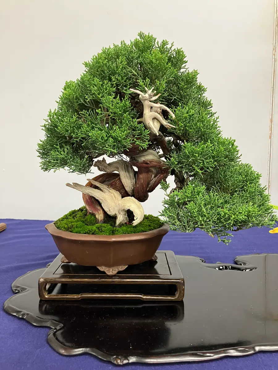 小品盆栽フェア「秋雅展」真柏「盆栽之美」のアルバム-みんなの趣味の