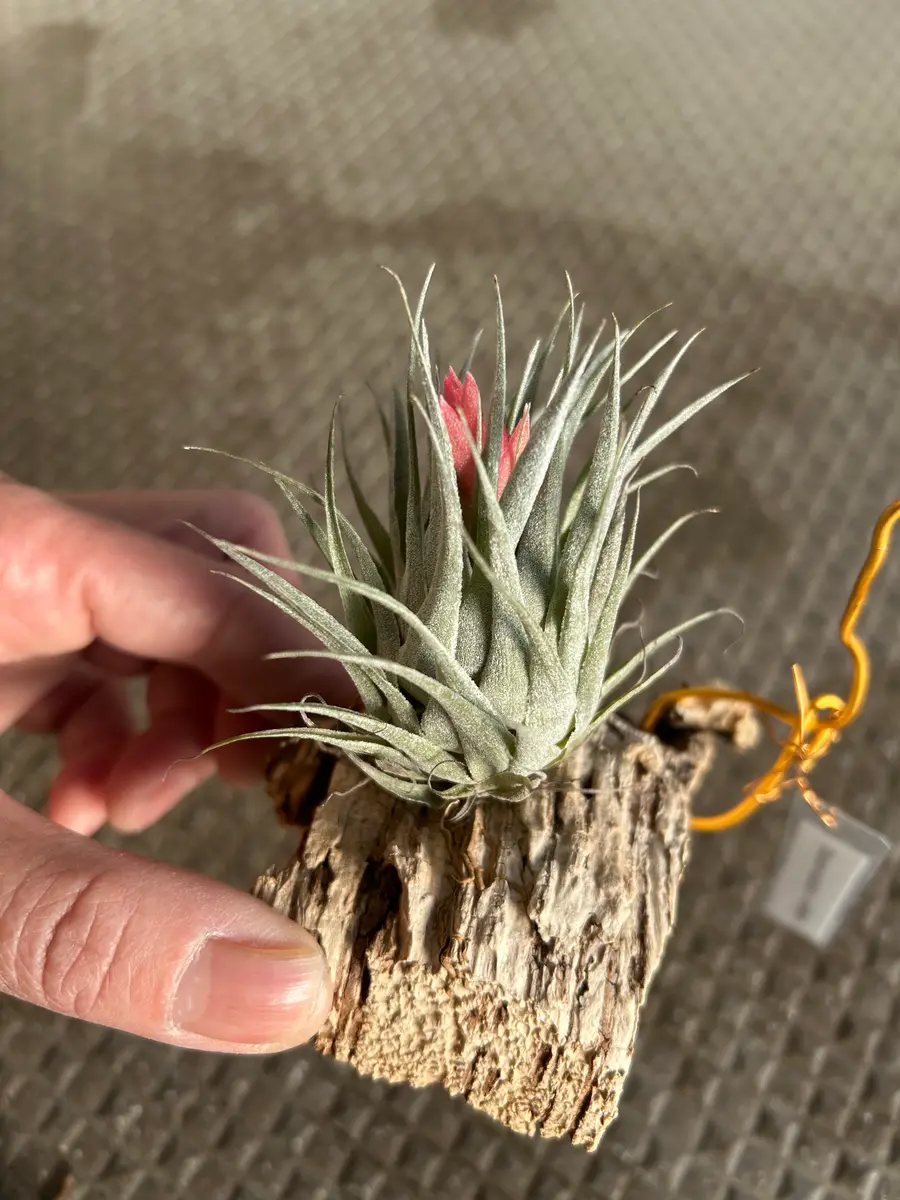 チランジア カウツキー×ロゼイフローラ「花」のアルバム-みんなの趣味