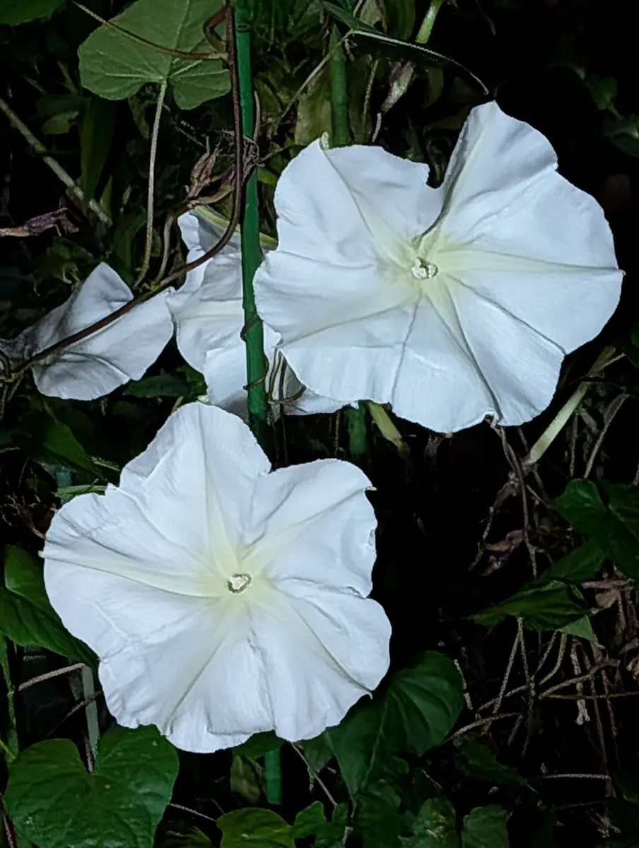 夜顔（19:00）綺麗に咲きました！！「9月の花」のアルバム