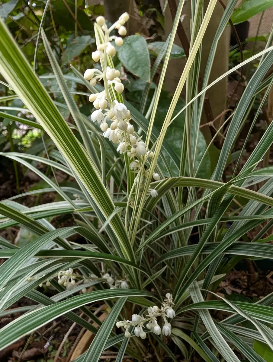 ミスキャンタス再び白い花が咲いてき「9月の花」のアルバム