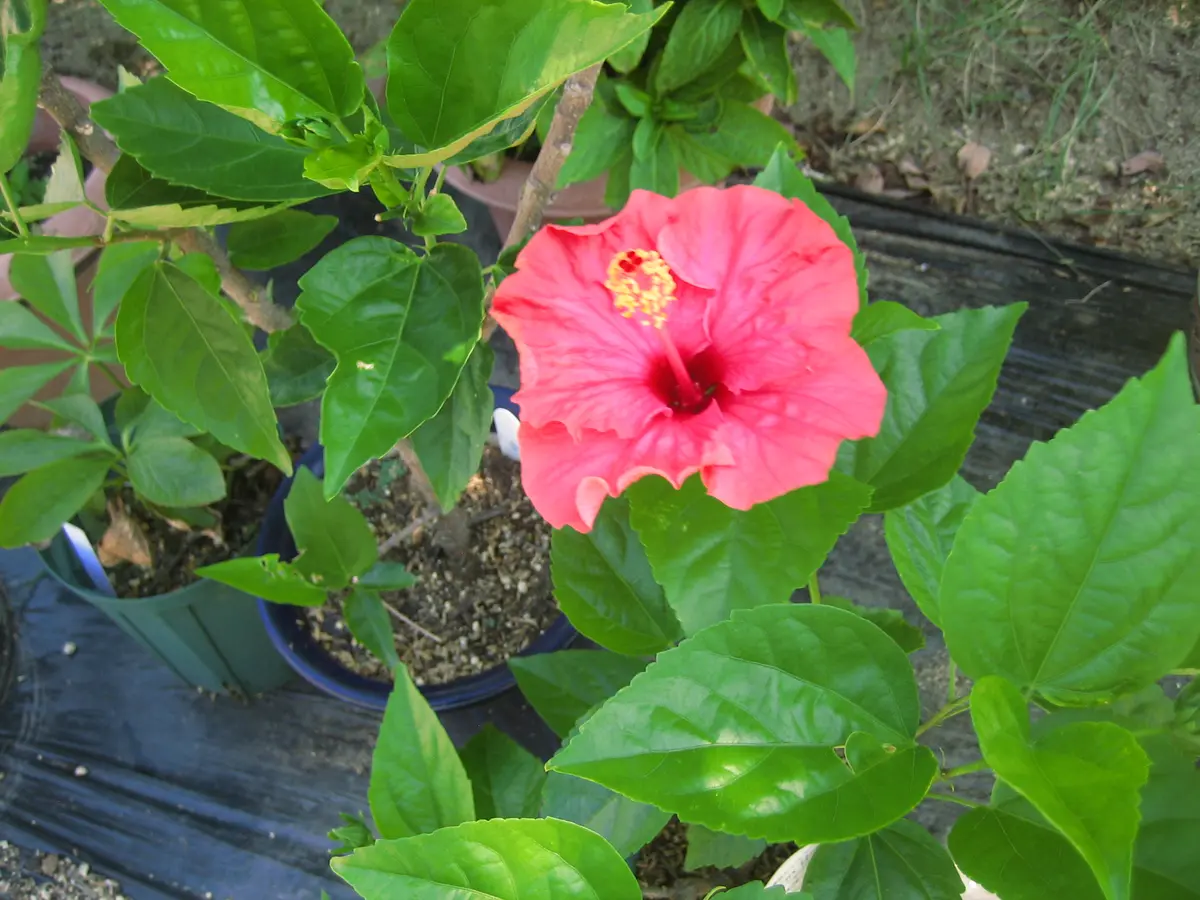 2025.9.1ハイビスカス、登場！インパ「25'9月に咲く花たち