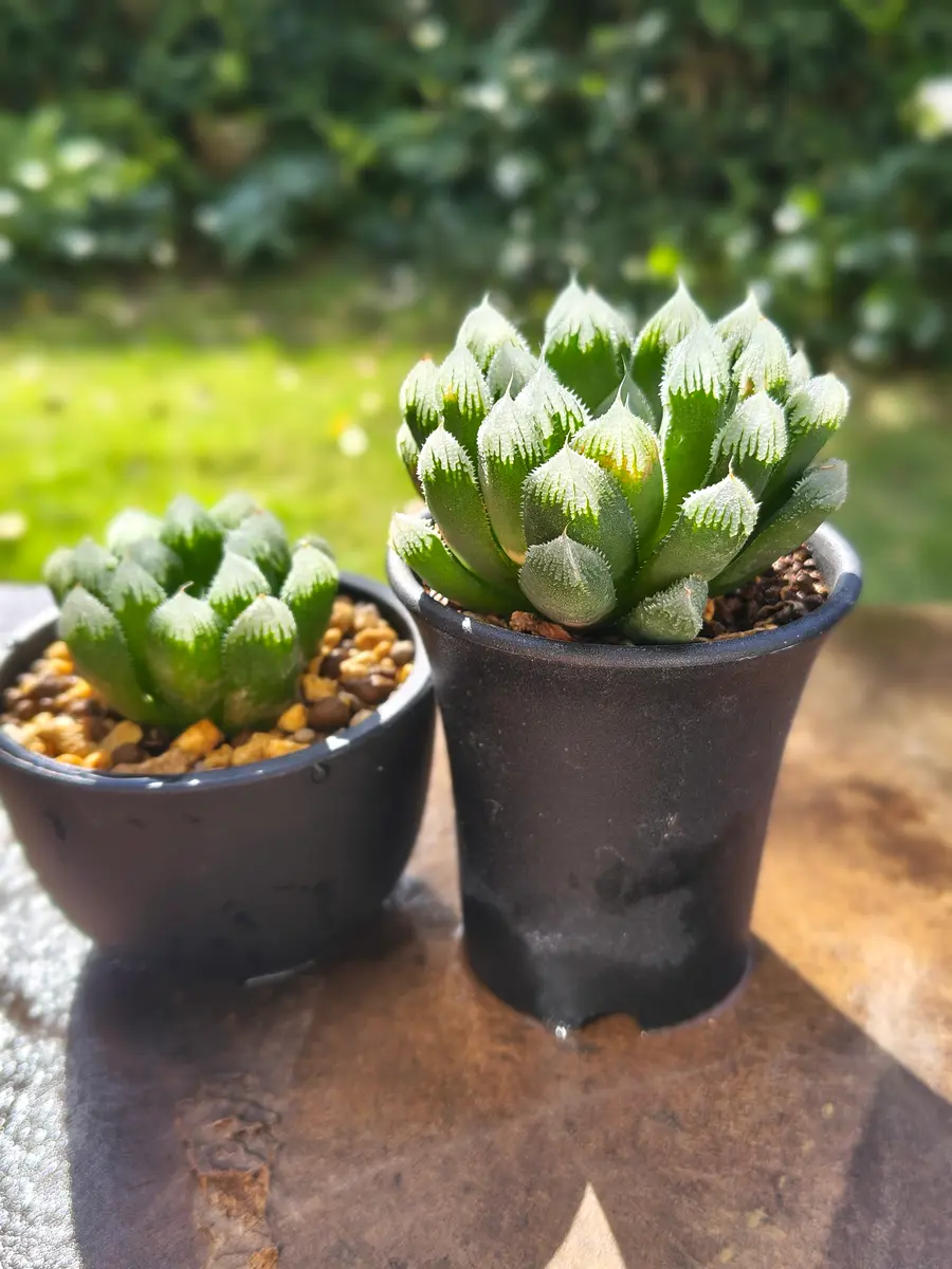 ハオルチア hyb 多肉植物 空の音 『（パッション・グリーンジェム