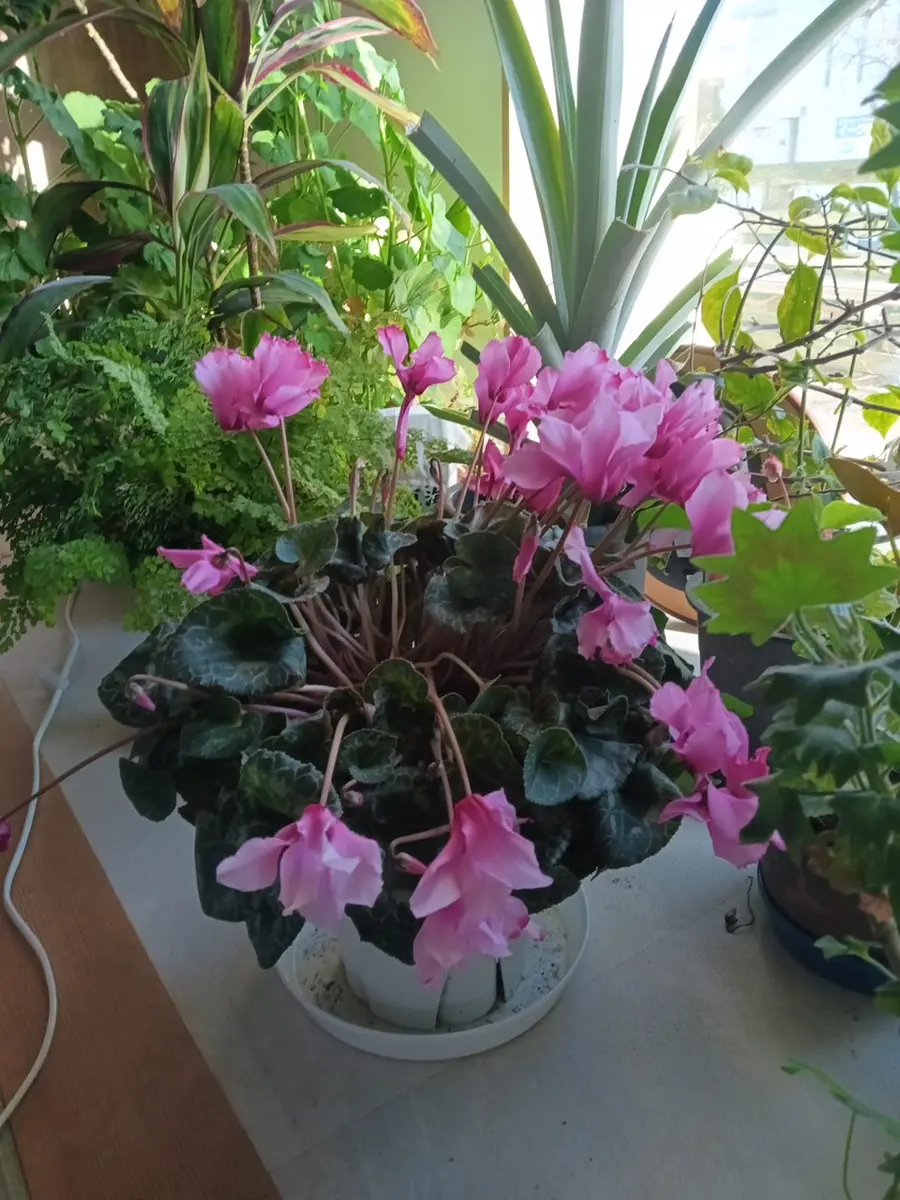 水やりして少し回復してきました～🎵「シクラメン♪」のアルバム