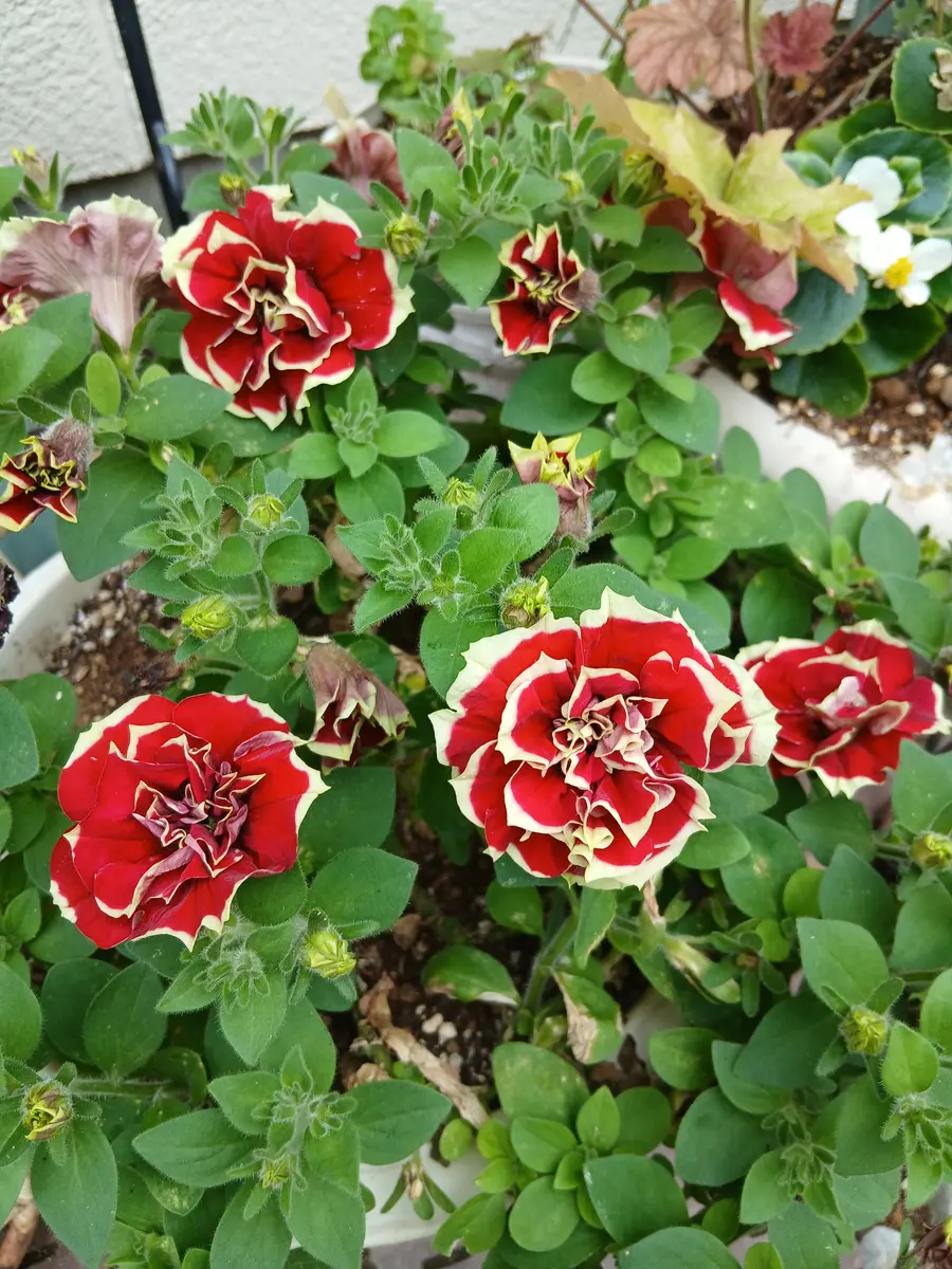 6月6日ペチュニア花衣茜染「2025年4月～2026年3月までのお花