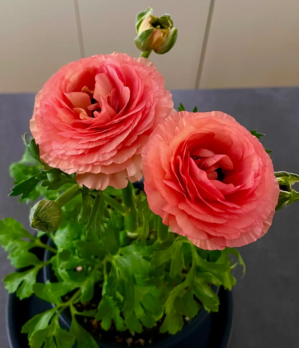 ラナンキュラス綾リッチ✨豪華〜なたっ「庭づくり記録」のアルバム