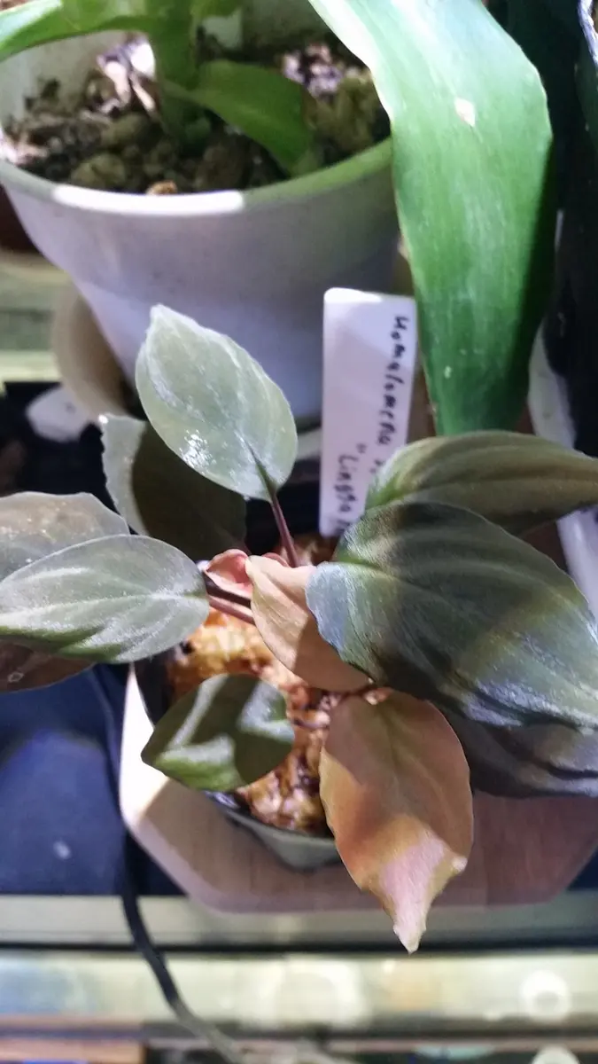 ホマロメナ sp. リンガ カミハタ便 リンガ産 Homalomena 熱帯植物 Homalomenasp.Linggaredリンガ島「ホマロメナ」のアルバム-みんなの