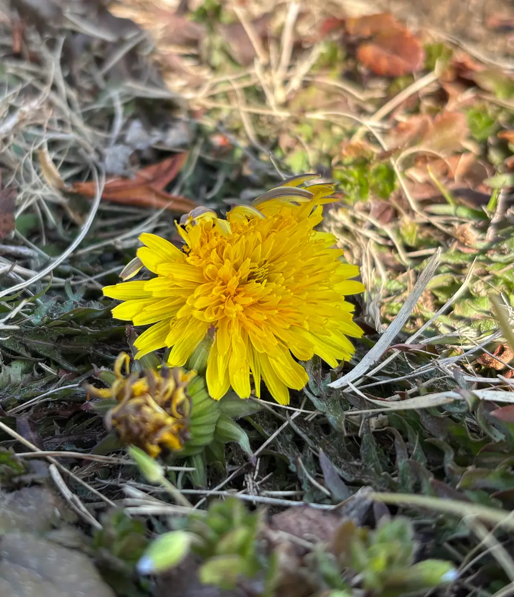 朝、開きかけのたんぽぽ。「川 2025.2.15〜」のアルバム-みんなの趣味
