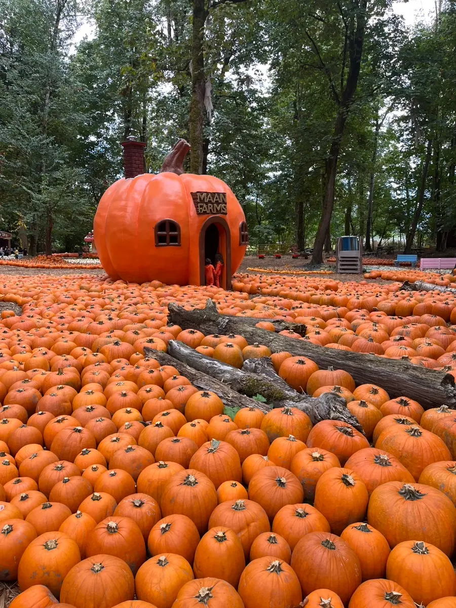 たくさんのかぼちゃ。「ハロウィン🎃」のアルバム-みんなの趣味の園芸