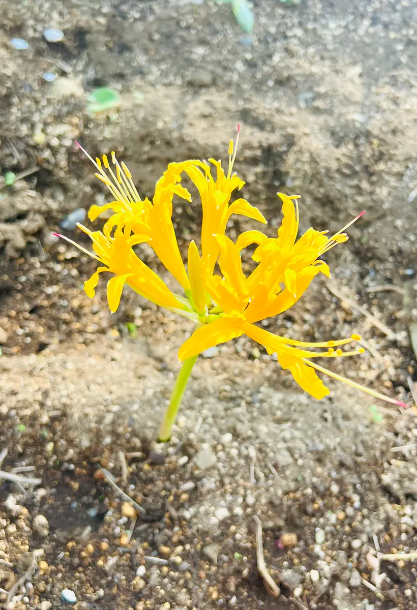ホームセンターで彼岸花の球根を買って「お気に入りの植物」の
