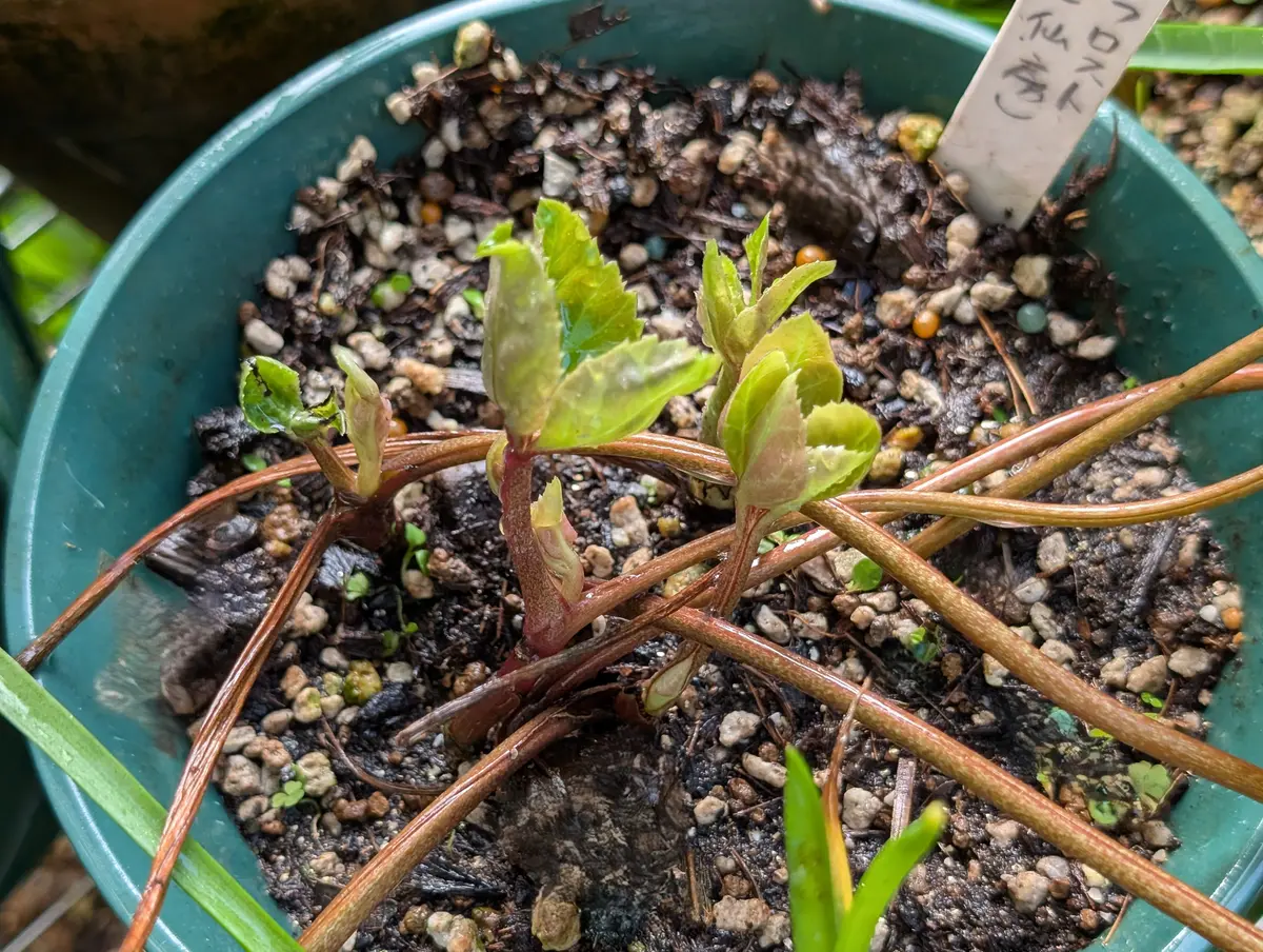 img_cache_a_76722_1_1760437117