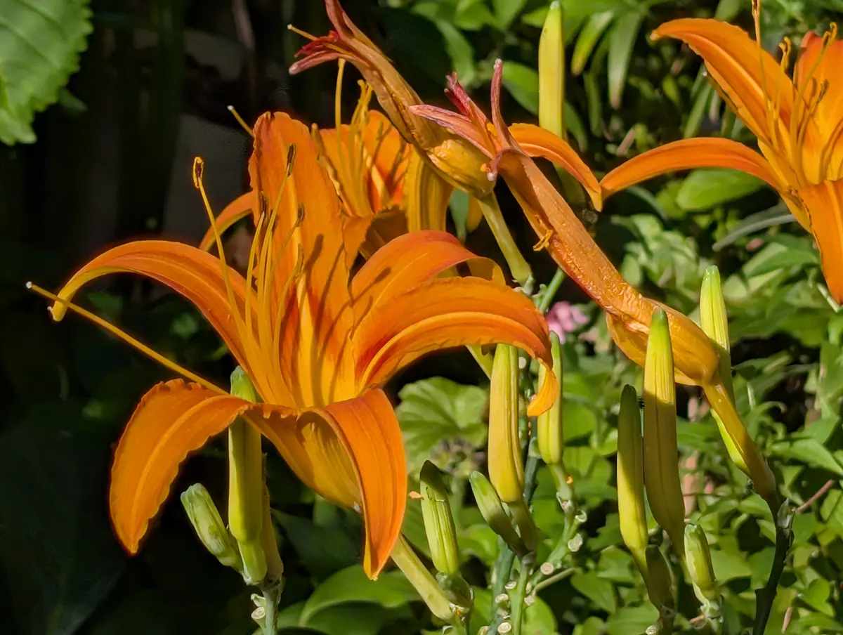 Daylily flowers blooming in an October garden