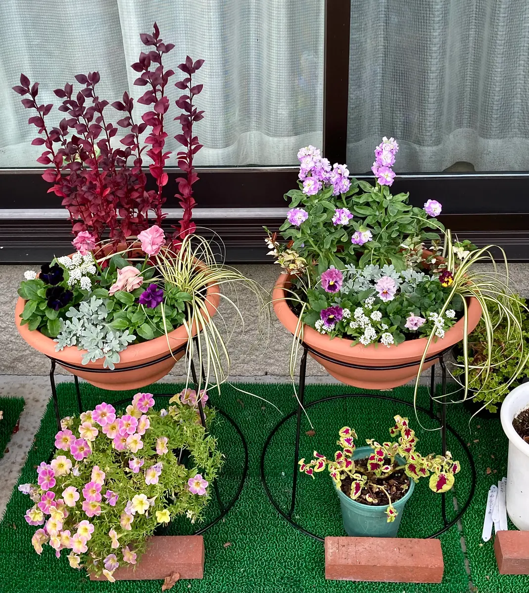 寄せ植え①10月30日に植え付けた2鉢の寄...「2025年10〜12月」の 