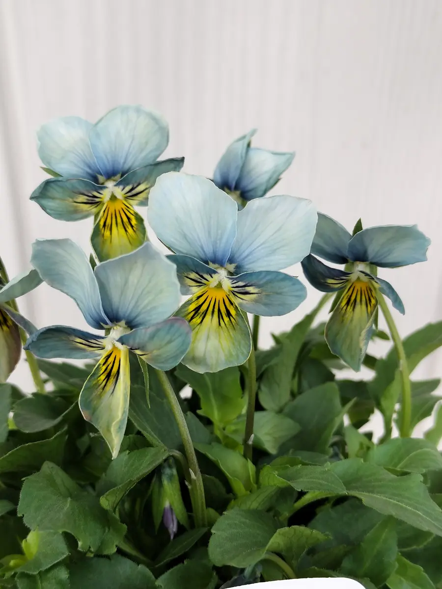 すみれ図鑑😍アップで♬「2025年10・11・12月の庭😘」のアルバム