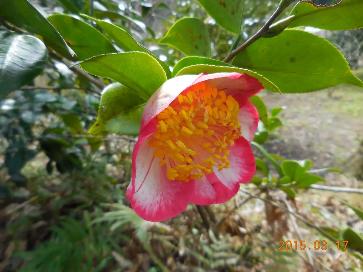 王冠 肥後椿の最高人気品種「我が家の椿コレクション」のアルバム