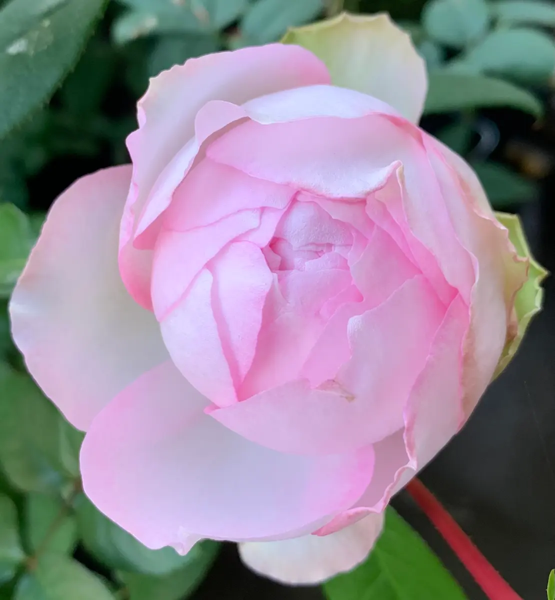 ロクサーヌ「令和7年秋の薔薇」のアルバム-みんなの趣味の園芸2573617